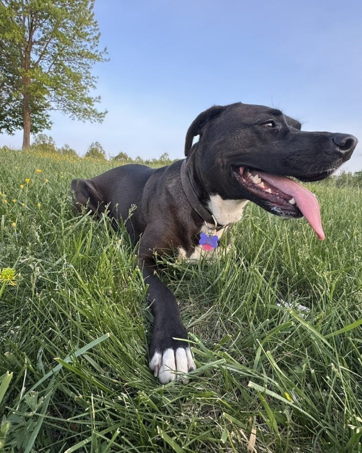 Britt, a black rescue dog lying in buttercups